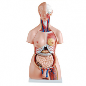 85 cm both sexes torso model (23 parts)